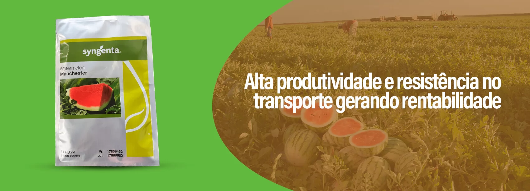 Melancia Manchester Syngenta