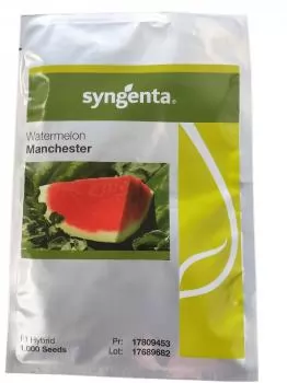 xx_melancia-hibrida-f1-manchester-syngenta-1000-sementes-870fef88e65be9587058dbda7bc436e6.webp