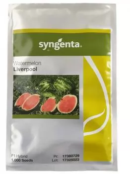 xx_melancia-hibrida-liverpool-syngenta-1000-sementes-6c5d2ad9af37035c79f1af5d8b6a5e51.webp