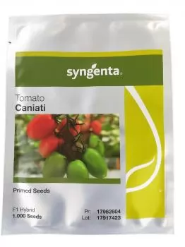xx_tomate-hibrido-caniati-syngenta-1000-sementes-e756bf10fc915be62d03eda39f0c43af.webp