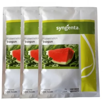 xx_melancia-hibrida-topgun-syngenta-kit-3000-sementes-0fb98049011c8f21c62d64c2418cc0df.webp