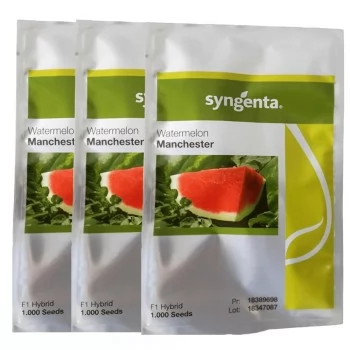 xx_melancia-hibrida-manchester-syngenta-kit-3000-seme-d05398f362ff882cda2dc9ff3fca4a54.webp